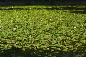 Pond with many lily pads floating